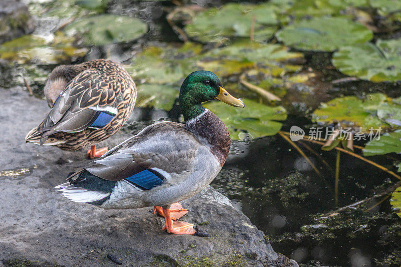 雄性和雌性绿头鸭，(Anas platyrhynchos)， Ánades Azulón，鸭鸭雌。